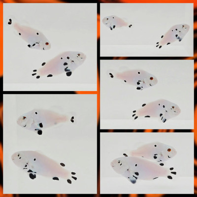 Clownfish Bonded Pair (Skeleton) Platinum Super Store (Silver-Eye/Heterochromia)