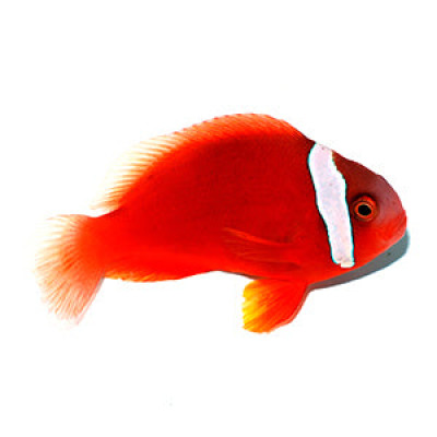 Clownfish Tomato