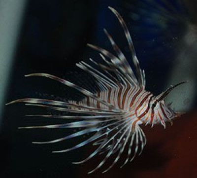 Volitan Lionfish
