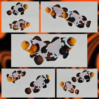 Clownfish Bonded Pair Mocha Frostbite Caramel Corn