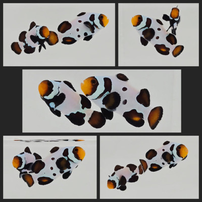 Clownfish Bonded Pair Blacker Ice Special