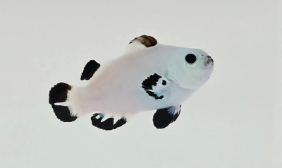 Clownfish Snow Storm Black