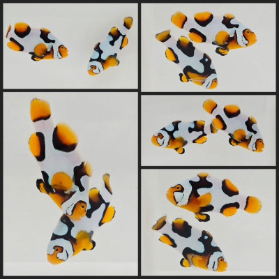 Clownfish Bonded Pair Helmet Picasso (Southeast Asian Aquaculured)