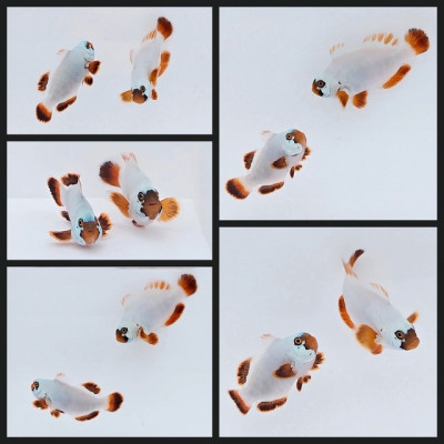 Clownfish Bonded Pair Gold Nugget Maroon