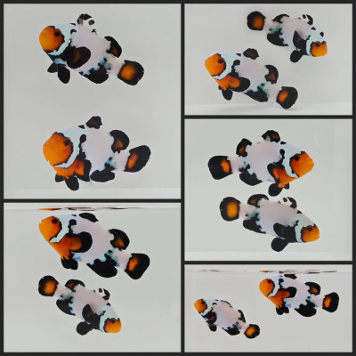 Clownfish Bonded Pair Black Ice Special