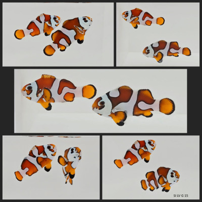 Clownfish Bonded Pair Mocha/Orange Storm Semi