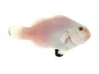 Clownfish Platinum Storm