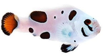 Clownfish Picasso Super Storm