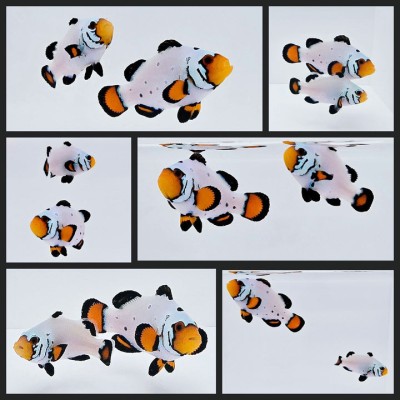 Clownfish Bonded Pair Frostbite Chilled