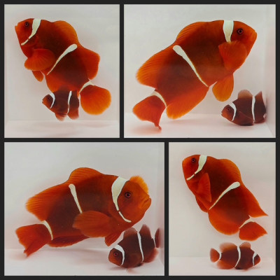 Clownfish Bonded Pair White Stripe Maroon