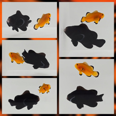 Clownfish Bonded Pair Black Midnight/Orange Naked Abyss & Ember