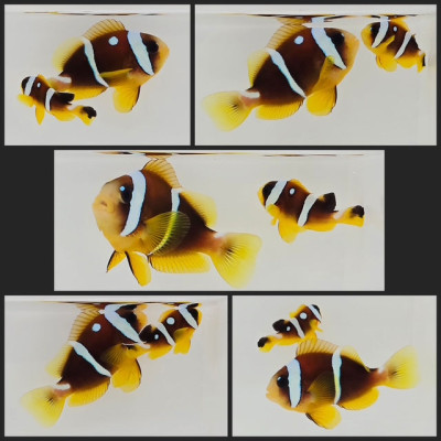 Clownfish Bonded Pair Spotcinctus