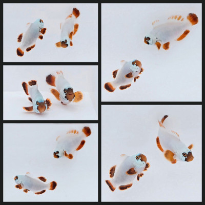 Clownfish Bonded Pair Gold Nugget Maroon