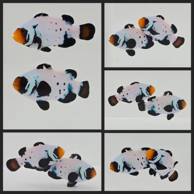 Clownfish Bonded Pair Blacker Ice Special