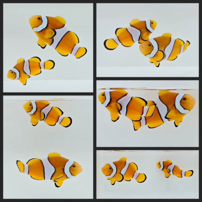 Clownfish Bonded Pair Percularis
