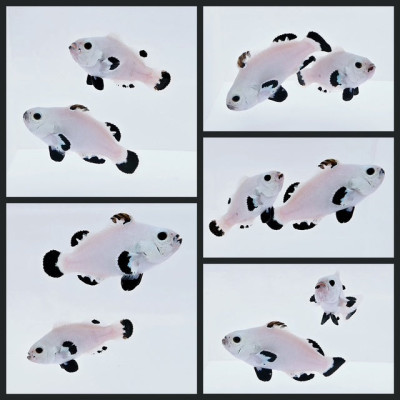 Clownfish Bonded Pair Black Snow Storm