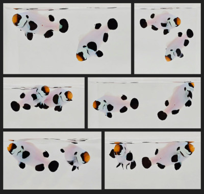 Clownfish Bonded Pair Black Wyoming White