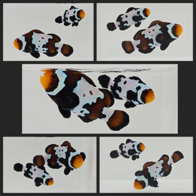Clownfish Bonded Pair Blacker Ice w/ Bulletholes