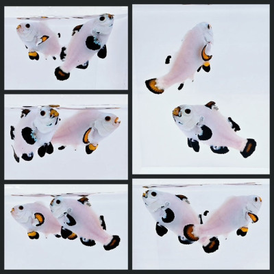 Clownfish Bonded Pair Snow Storm