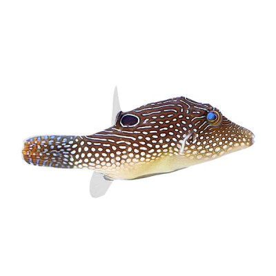 Blue Spotted Puffer
