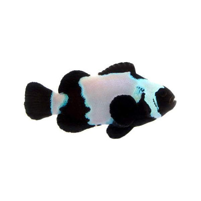 Clownfish Black Snowflake Extreme