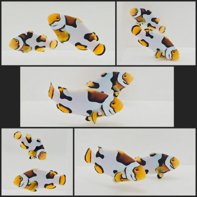 Clownfish Bonded Pair Picasso