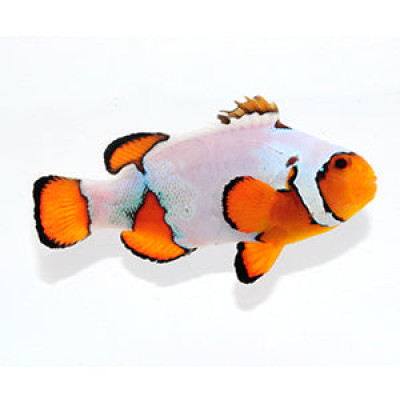 Clownfish Snowflake Special