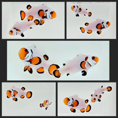 Clownfish Bonded Pair Eared Wyoming White