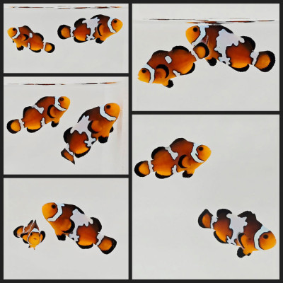 Clownfish Bonded Pair Lightning Mochaccino/Misbar