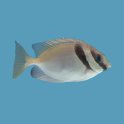 Doliatus Rabbitfish