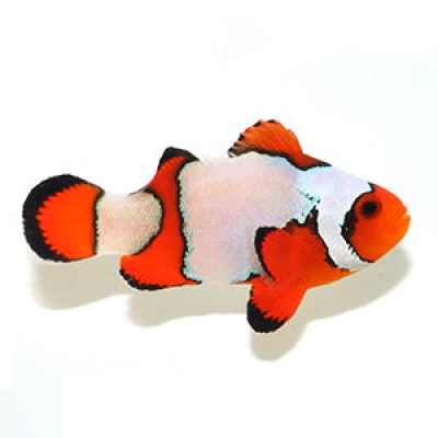 Clownfish Snowflake Extreme