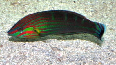 Melanurus Wrasse