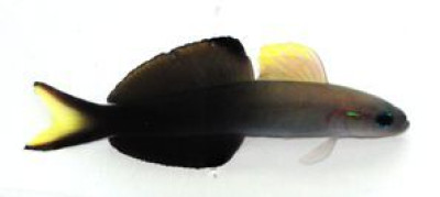 Scissortail Dartfish