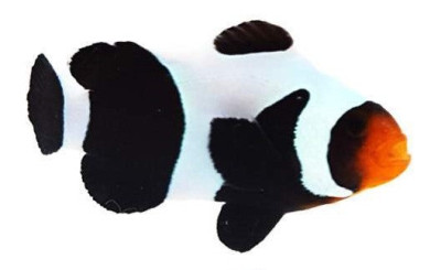 Clownfish Black DaVinci