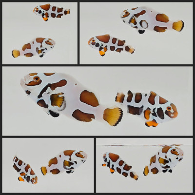 Clownfish Bonded Pair Picasso Storm