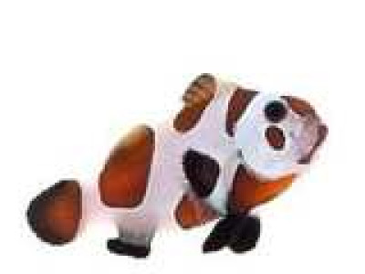 Clownfish Mocha Storm
