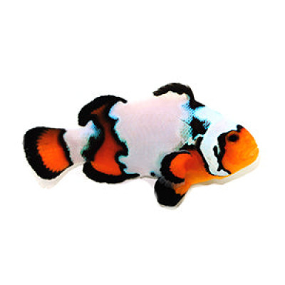Clownfish Black Ice Extreme