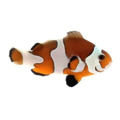 Clownfish Mocha Storm Semi