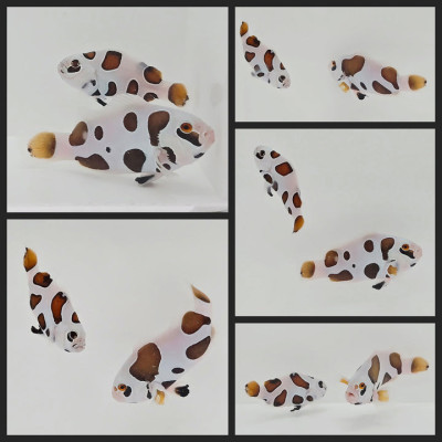 Clownfish Bonded Pair Picasso Storm