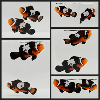 Clownfish Bonded Pair Lightning Mochaccino
