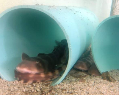 Sri Lanka Grey Bamboo Shark Pup