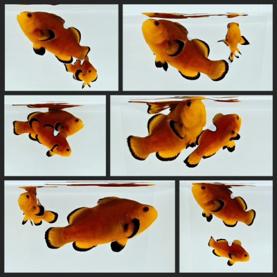 Clownfish Bonded Pair Nearly Naked Mochaccino