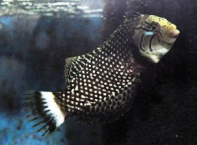 Dragon Wrasse Juvenile 2.5- 3