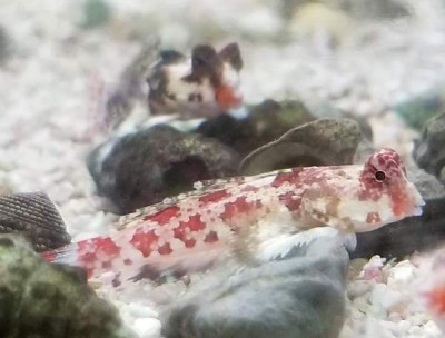 Red ScooterDragonet/Red Marbled Dragonet