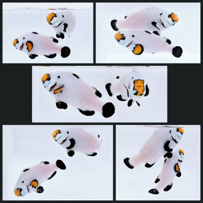 Clownfish Bonded Pair Onyx Platinum Half Silver Eye (Heterochromia)