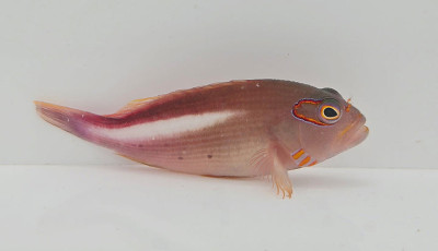 Arc Eye Hawkfish
