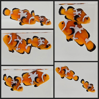 Clownfish Bonded Pair Lightning Mochaccino