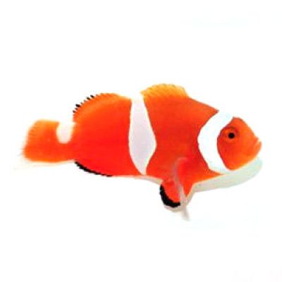 Clownfish True Percula Misbar