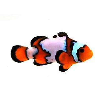 Clownfish Ice Mocha