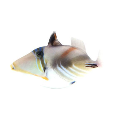 Humu Picasso Triggerfish